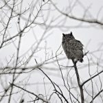 Owl - Sourdough Trail by Stephen Durbin