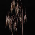 Montana Grasses by Tim Crawford