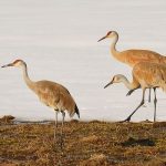 Sand Hill Cranes, Yellowstone by DG House