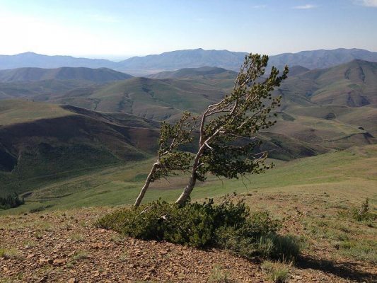 Krummholz-whitebark-pine