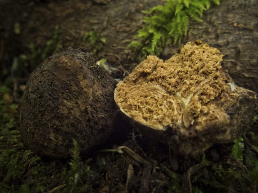 Truffle_with_Squirrel_Bite-Scott-Darbey-cc-by-2.0