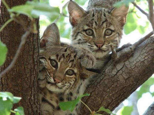 bobcats-Summer-M-Tribble_CC-BY-SA