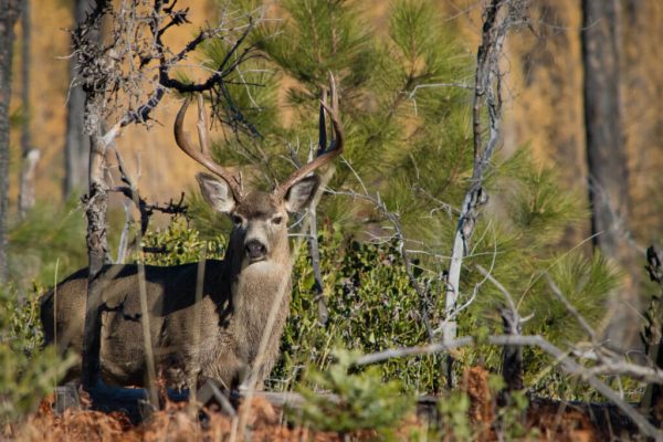 A Rumination on the Mule Deer Rutting Season | KGVM Community Radio