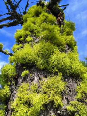 wolf lichen